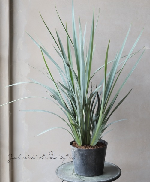 �ǥ����ͥ� �إ����ƥ����֥롼��