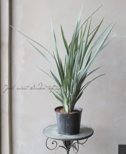 �ǥ����ͥ� �إ����ƥ����֥롼��