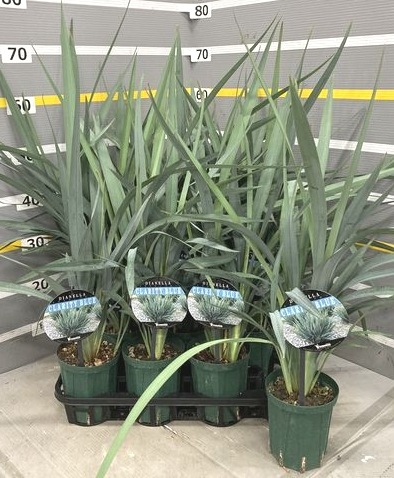 �ǥ����ͥ� �إ����ƥ����֥롼��