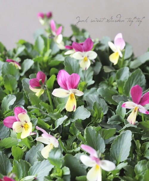 ☆カーメン君×見元園芸のコラボ 【プレミアムビオラ】 【E】 | すべて