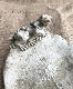 �ڻ��ߡ� �ѹ�SPARTA STATUES ��Frogs on Lily�� �����ǥ󥪡��ʥ���
