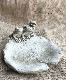 �ڻ��ߡ� �ѹ�SPARTA STATUES ��Frogs on Lily�� �����ǥ󥪡��ʥ���