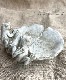 �ڻ��ߡ� �ѹ�SPARTA STATUES ��Frogs on Lily�� �����ǥ󥪡��ʥ���
