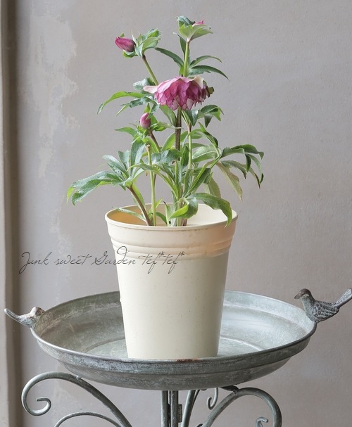 クリスマスローズ 『川久保交配・超多弁ダブル』 【No.K】 | すべての