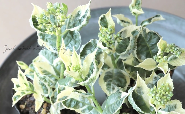 斑入り紫陽花 『スパイス』 | すべての商品 | | Junk sweet Garden tef