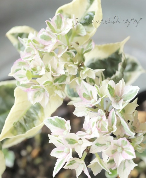 あじさいページ 斑入り紫陽花 『スパイス』 | すべての商品 | | Junk sweet Garden tef
