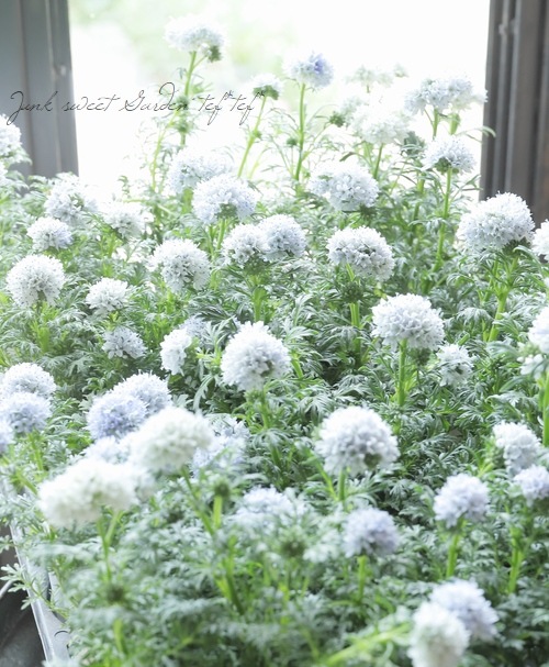 ���ꥢ�����ԥ����� �إ��ꥢ�饹�ȥ֥롼�� �ڥۥ磻�ȷϡ�