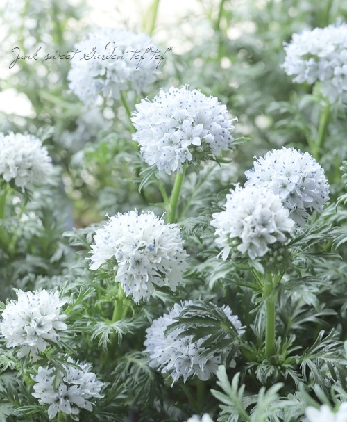 ���ꥢ�����ԥ����� �إ��ꥢ�饹�ȥ֥롼�� �ڥۥ磻�ȷϡ�