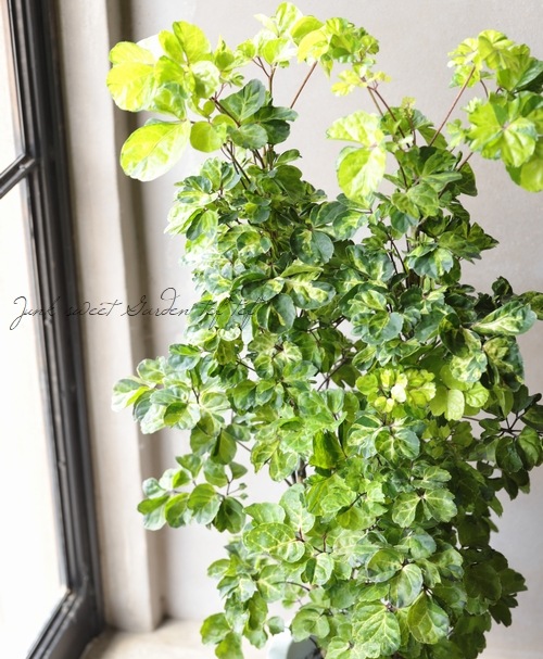 �ڴ��տ�ʪ�ۥݥꥷ�㥹���إ��åץ꡼�ա��Хꥨ��������