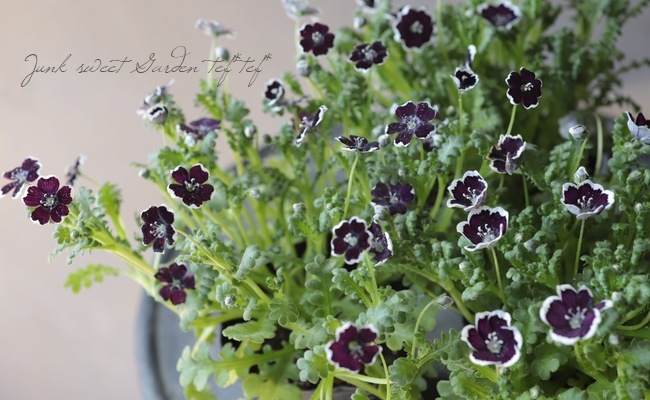 ネモフィラ ペニーブラック10粒と2種類の植物の種のおまけ付き あなた