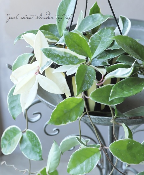 �ڴ��տ�ʪ�� �ۥ䡦����Ρ����إ�åץ��顼��