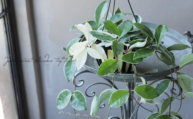 �ڴ��տ�ʪ�� �ۥ䡦����Ρ����إ�åץ��顼��