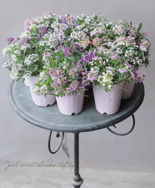 スイートアリッサム 『パステルMIX』 | すべての商品 | | Junk sweet  