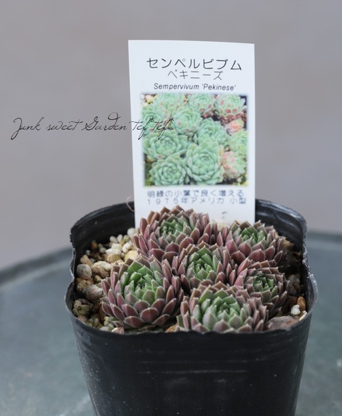 多肉植物】センペルビウム『ペキニーズ』 | Leaf Species,多肉植物