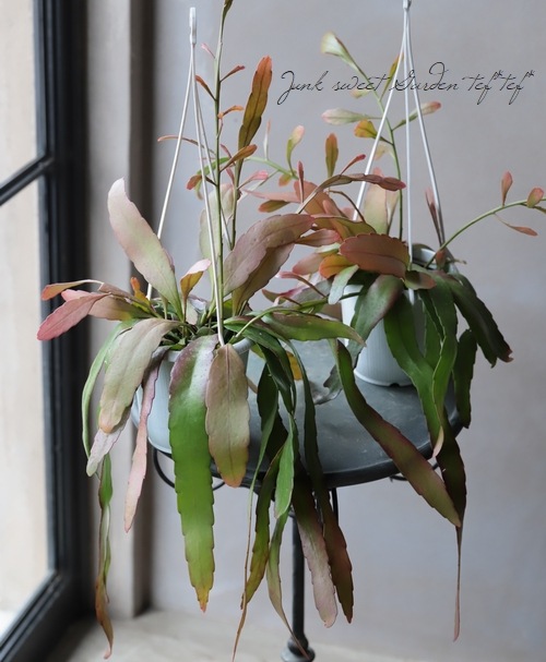 �ڴ��տ�ʪ�ۥץ����ɥ�ץ��ꥹ���إ��������١������Ǵ������Ƥ�������