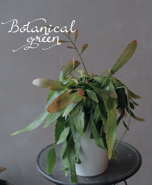 �ڴ��տ�ʪ�ۥץ����ɥ�ץ��ꥹ���إ��������١������Ǵ������Ƥ�������