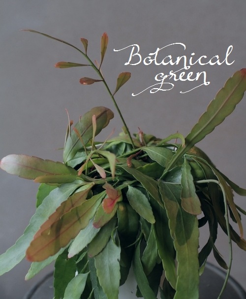 観葉植物】プセウドリプサリス 『ラムローサ』 日陰で管理して