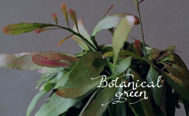 観葉植物】プセウドリプサリス 『ラムローサ』 日陰で管理しており緑葉