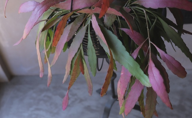 8800⤵️❇①プセウドリプサリス・ラムローサ プセウドリプサリス ラムローサ | サボテン・多肉植物 | NIKO