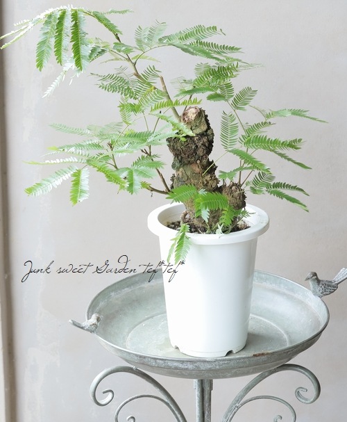 手渡し限定】特大エバーフレッシュ 190cm 幹太24cm 観葉植物 平塚市