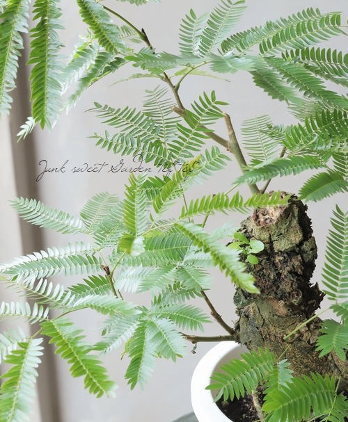 観葉植物】 希少！幹太古木肌 『エバーフレッシュ』 | すべての商品