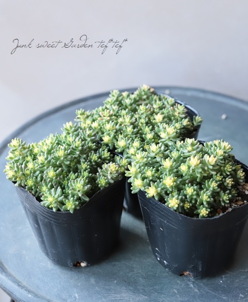 ��¿����ʪ�ۥ����� �إ���֥ࡦ�٥å� �� ���������Ρ�