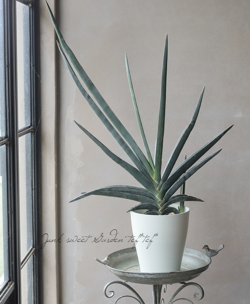 �ڴ��տ�ʪ�� ���󥹥٥ꥢ �إ��֥������֥롼��