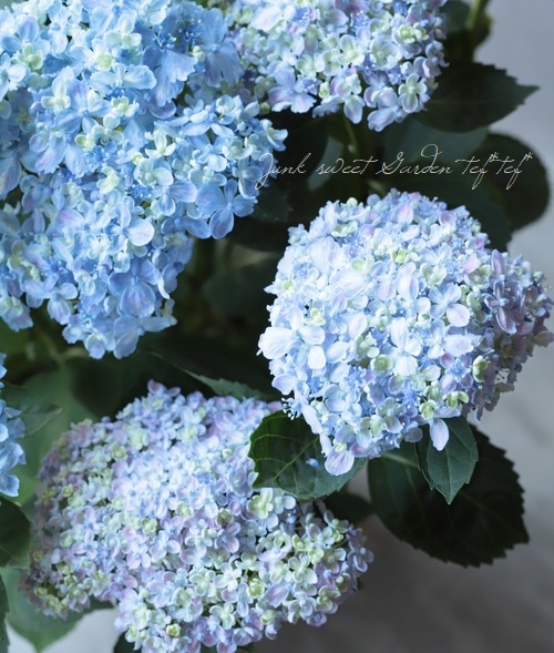 山紫陽花 有松 アリマツ すべての商品 Junk Sweet Garden Tef Tef 山紫陽花 有松 アリマツ すべての商品 Junk Sweet Garden Tef Tef