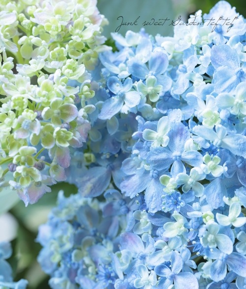山紫陽花 『有松 -アリマツ-』 | すべての商品 | | Junk sweet Garden