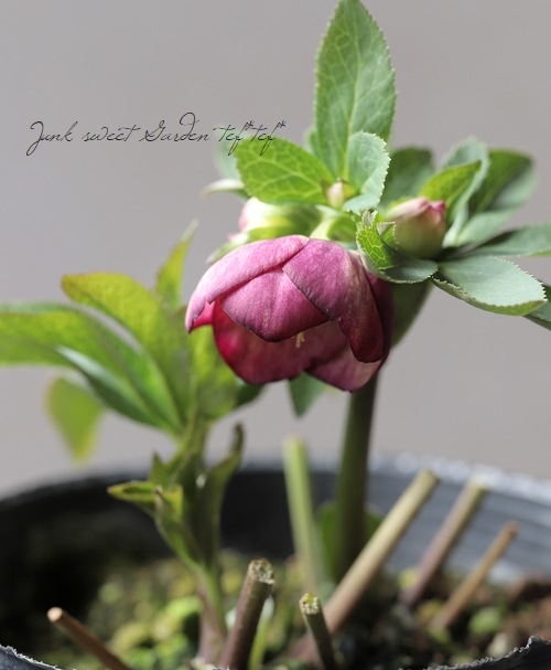 大和園】 クリスマスローズ 『小輪ピコティー (デュメトルム交配