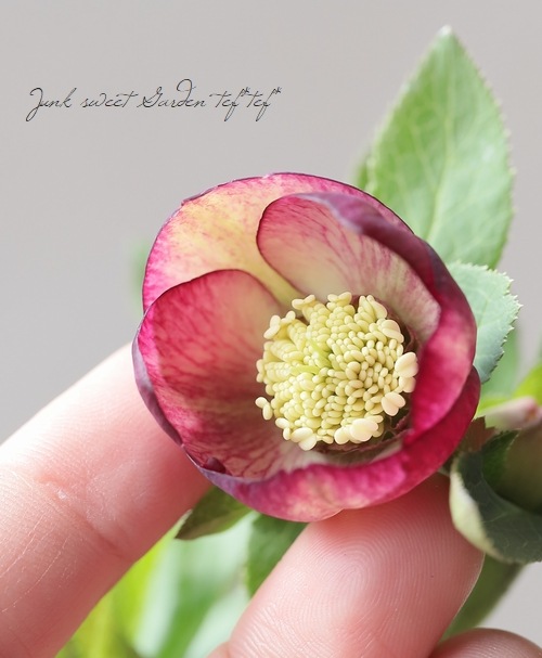 大和園】 クリスマスローズ 『小輪ピコティー (デュメトルム交配