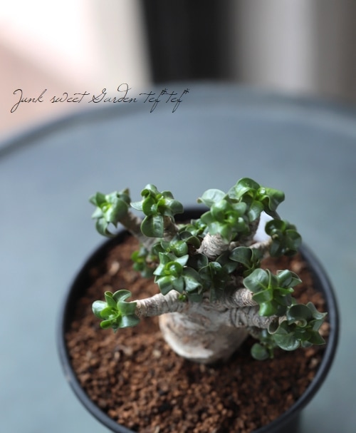 アデニウム 『アラビカム(アラビクム)』 巻葉 塊根植物 CAUDEX