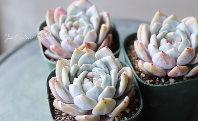 多肉植物】 『モンロー』 エケベリア属☆ | すべての商品 | | Junk