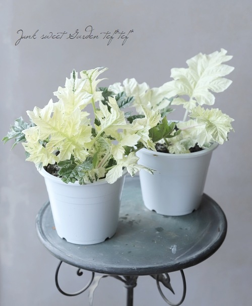 希少！アカンサス・モリス 『タスマニアンエンジェル』 | すべての商品