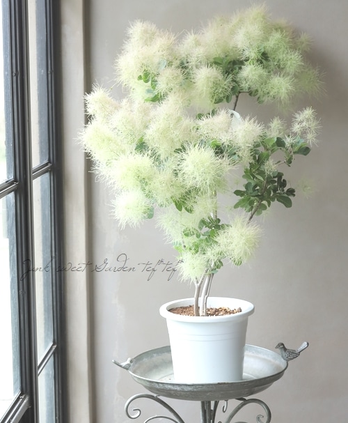 スモークツリー 『ラブリーホワイト』 2025【No.20】 | すべての商品