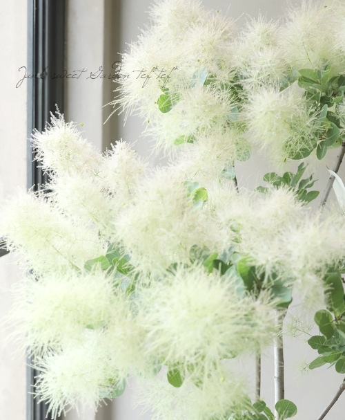 スモークツリー　白花　送料込み価格 スモークツリー白花接木高さ70cm4.5号ポット物大苗マロンホワイトWS