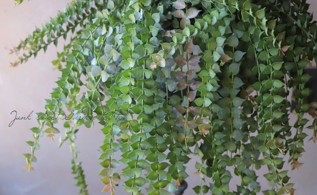 �ڴ��տ�ʪ�ۥǥ������ǥ��� �ߥꥪ��ϡ��� �إ륹���ե��ꥢ��