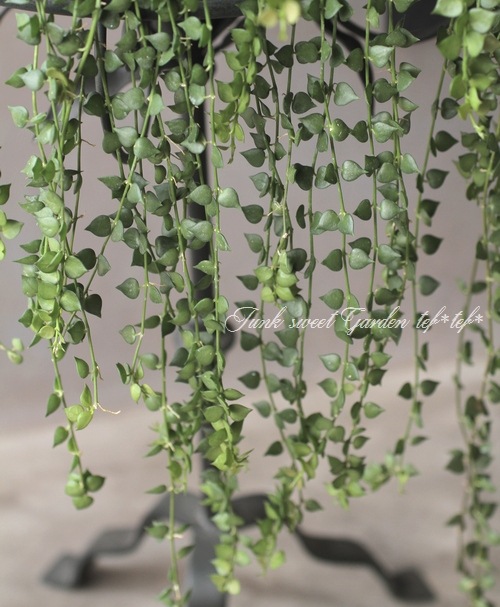 �ڴ��տ�ʪ�ۥǥ������ǥ��� �ߥꥪ��ϡ��� �إ륹���ե��ꥢ��