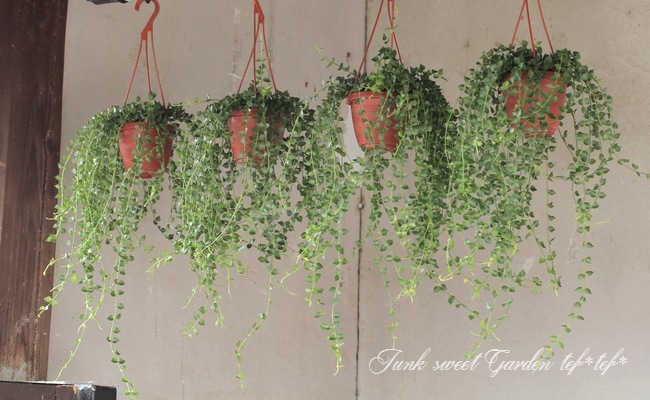 �ڴ��տ�ʪ�ۥǥ������ǥ��� �ߥꥪ��ϡ��� �إ륹���ե��ꥢ��