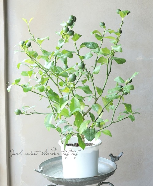 果樹】 レモン 『シシリアレモン』『シチリアレモン』【大量実付き