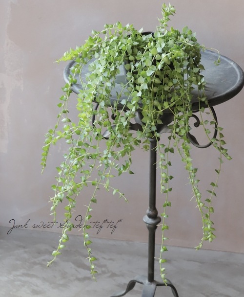 �ڴ��տ�ʪ�ۥǥ������ǥ��� �ߥꥪ��ϡ��� �إ륹���ե��ꥢ��