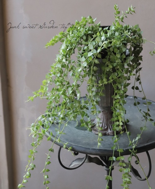 �ڴ��տ�ʪ�ۥǥ������ǥ��� �ߥꥪ��ϡ��� �إ륹���ե��ꥢ��