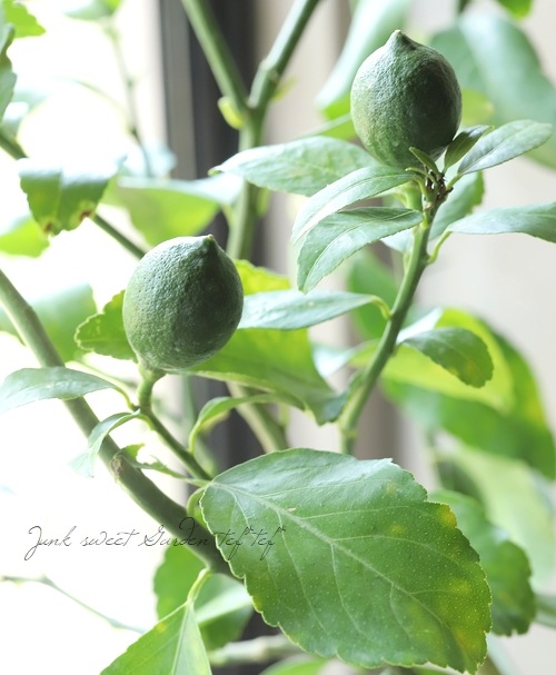 果樹】 レモン 『シシリアレモン』『シチリアレモン』【大量実付き