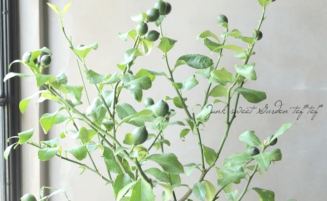 果樹】 レモン 『シシリアレモン』『シチリアレモン』【大量実付き