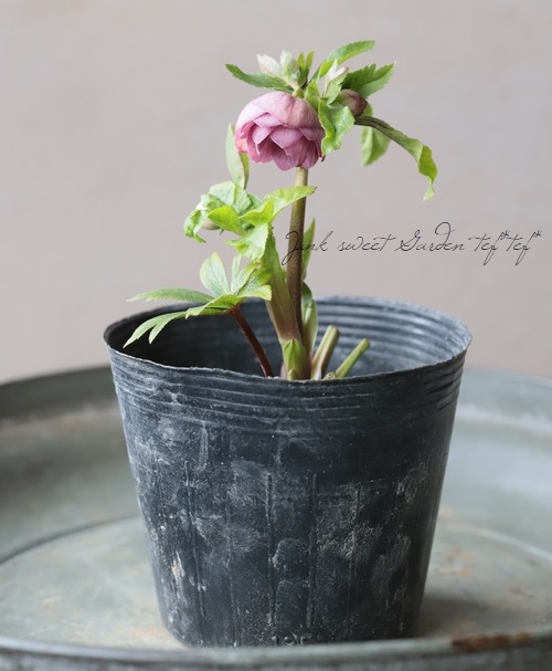 大和園】 クリスマスローズ 『アンティークピンクダブルカップ咲き