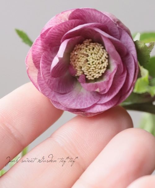 大和園】 クリスマスローズ 『アンティークピンクダブルカップ咲き