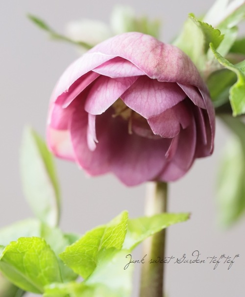 大和園】 クリスマスローズ 『アンティークピンクダブルカップ咲き