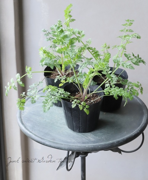 ブラックレースフラワー ダウカス ダーラ すべての商品 Junk Sweet Garden Tef Tef