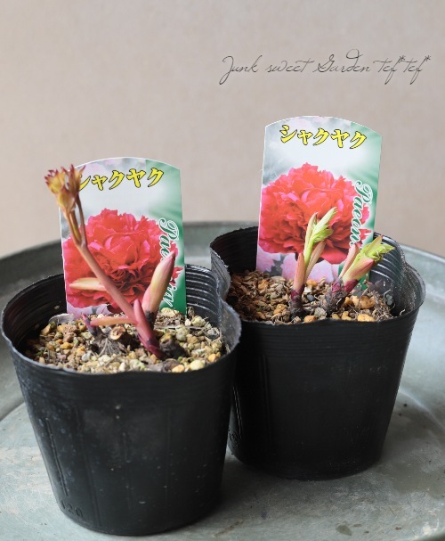 芍薬 『八重咲きレッド』 | すべての商品 | | Junk sweet Garden tef*tef*
