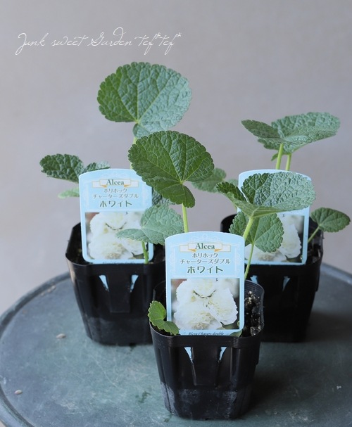 アルセア・ホリホック 『ホワイト』チャーターズダブル | すべての商品